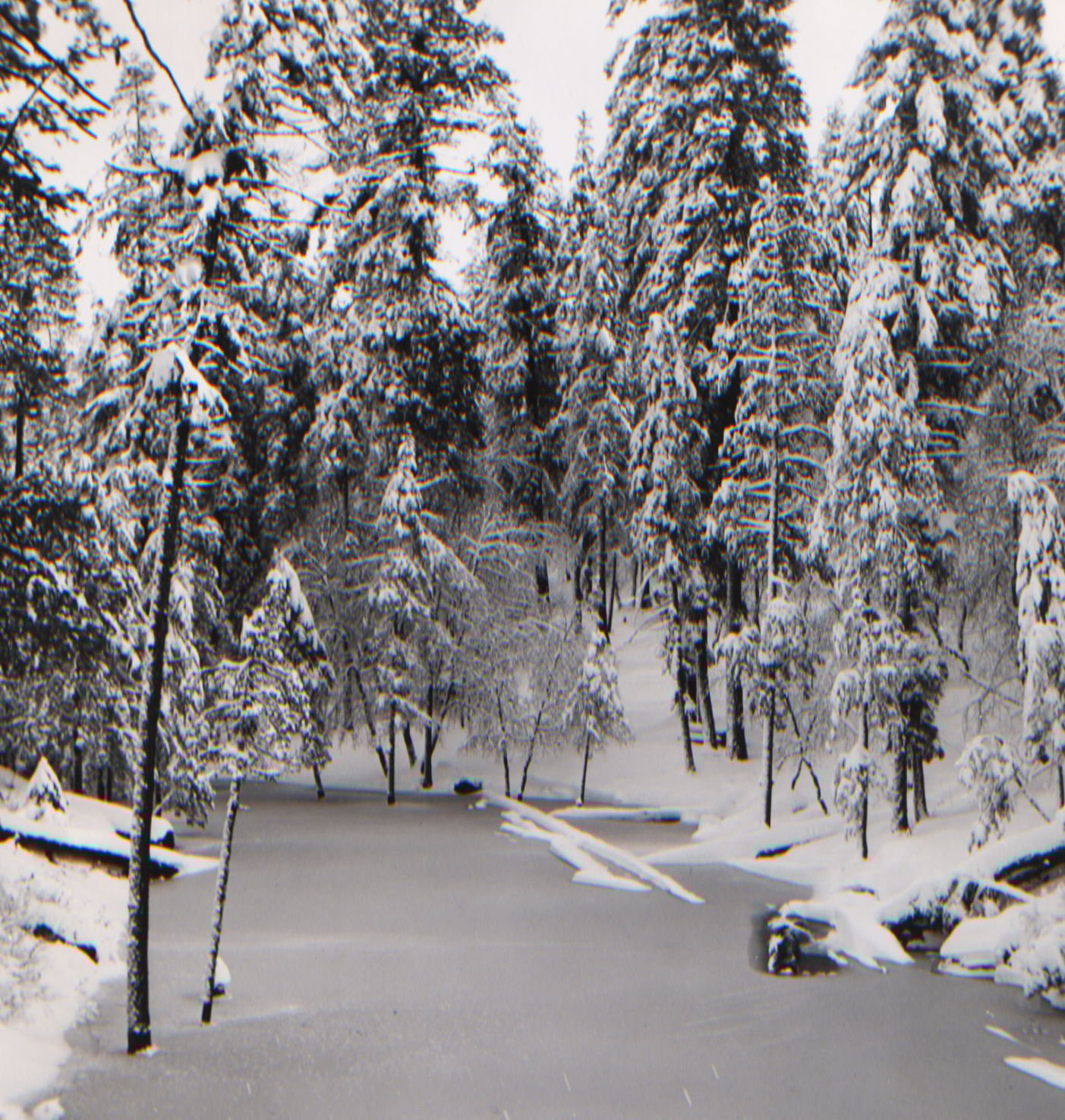 Snow on Mt. Lemmon